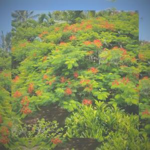 >(Lissajous curves) [delay semantics]