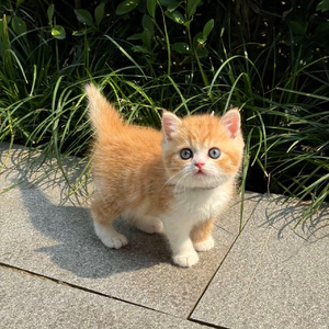 新疆猫咪来跳舞