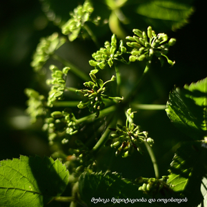 მუსიკა მასაჟისთვის