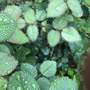 心中有曲自然嗨