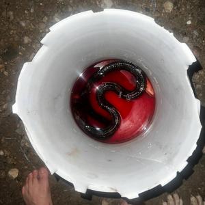 Somethings I cant let die