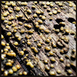 Fosfato (Original Mix)