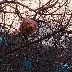 唯有痛苦（prod.by CDRAGON.D）