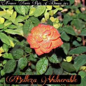 Belleza Vulnerable