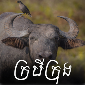 ក្របីក្រុង