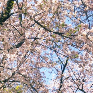 いつか散る、その時まで。 (ピアノ)