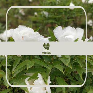 成州迎宾曲 伴奏