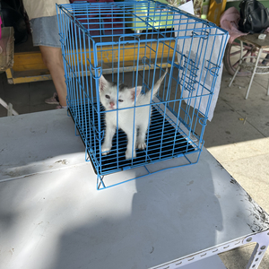 夜车（合唱版）