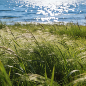 去江湾 看一片草海