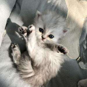 山楂树の恋（猫的主人