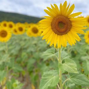 歌名还没发明出来应该是少年跟花有关的啥啥啥demo