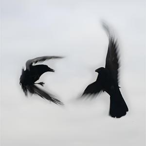 flower field on fire