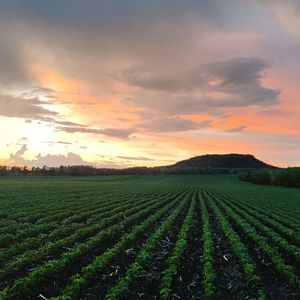 上了年纪的男人—大壮