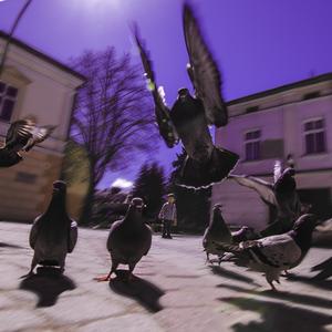 Siedemnaście