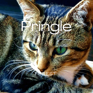 Pringle