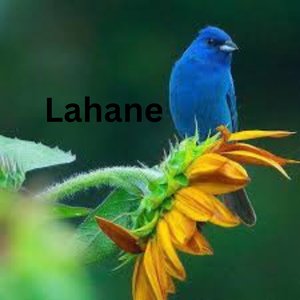 Lahane