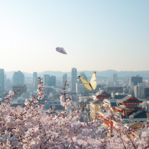 春を待てない蝶