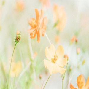 考前冲刺纯音乐（八音盒）