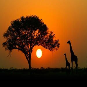 La Matraca Menorista (Remix)