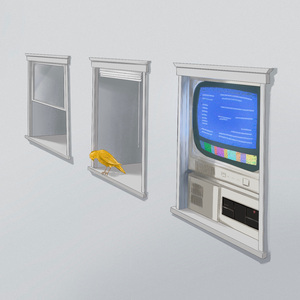 金丝雀