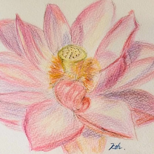 蓮の花のように