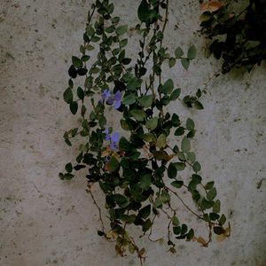 Palavras Bélicas