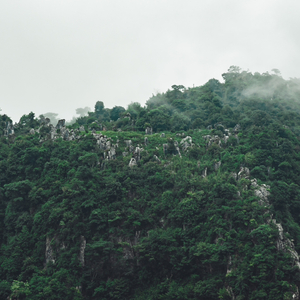 神仙住山林(God in the woods)（Cover：陈麒名）