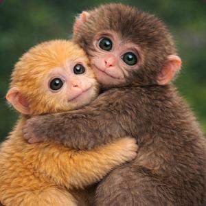 Maymun Punch ve Aiko