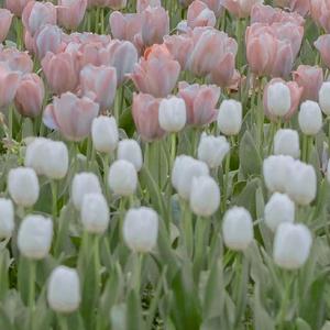 一起去看风和日丽