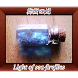 海蛍の光
