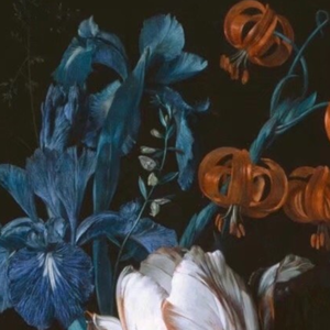 毒龙葵（Deadly nightshade）