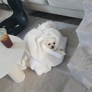 输入法打可爱按第五（翻自鹅2021）