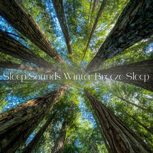 熟睡ギターBGM 睡眠の質を高めるヒーリング音楽 (自律神経を整える睡眠用 森 鳥)