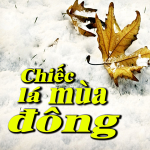 Triệu Đóa Hoa Hồng