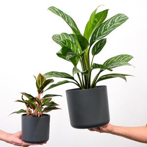 在心里从此永远有个你