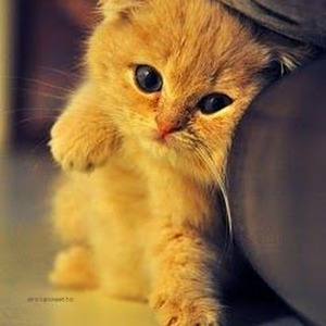 Not the One (slowed)