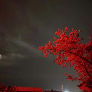 El Canto del Colibri