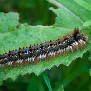 Takut Ulat Bulu Bicara Pakai Bahasa Jawa