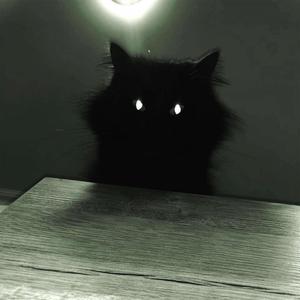 DARK ECHO