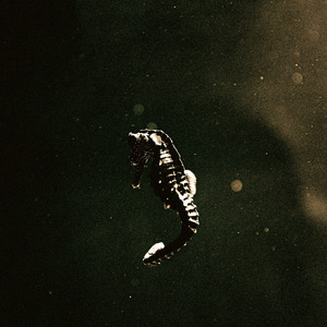 DIVING