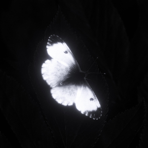 Spirit