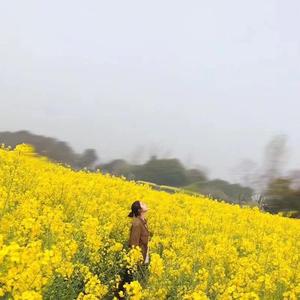 牛场的油菜花 伴奏