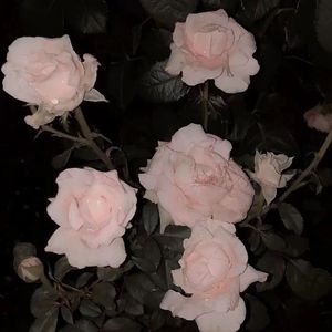 黑（prod.Bubbleboy）