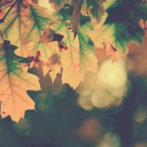 The Leaves Falling Like Our Years