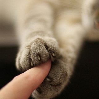 超级可爱风的小歌曲