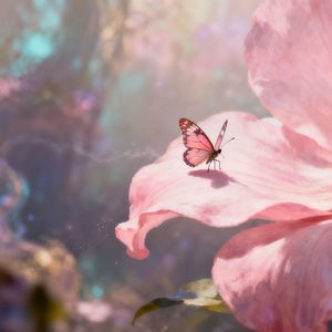 《栀子不染尘》