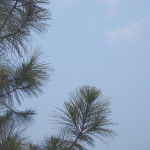 挂羊头卖狗肉 - mmm