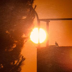 Bring me the sunflower