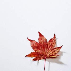 远枫（Cover himmel）