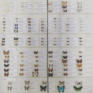 闪烁蝴蝶（翻自 糖妹）